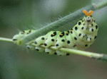 080827-01.gif